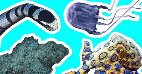 4 Philippine marine animals that can kill you in one hit.